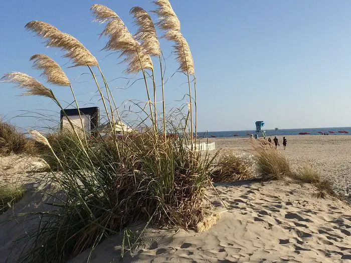 Coronado island beach with sea grass growing in the sand - one of the classic beaches in San Diego 