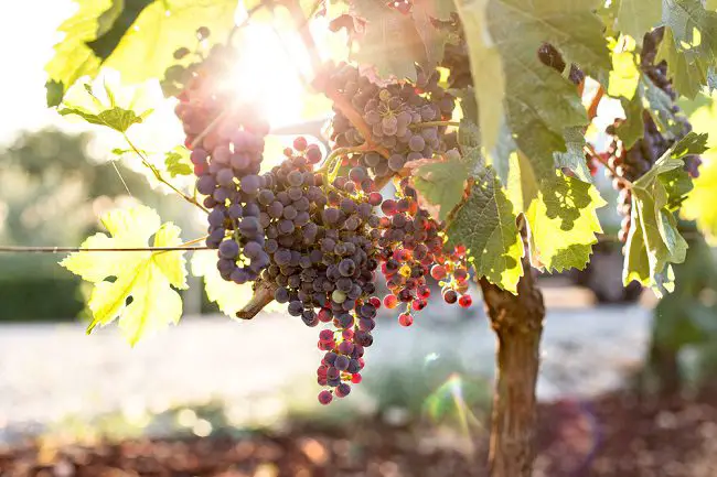 purple grapes hanging from vine at winery that's perfect for a romantic San Diego staycation