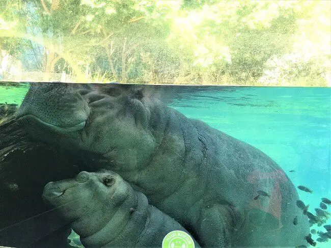 mama and baby hippo at san diego zoo which is a perfect family staycation