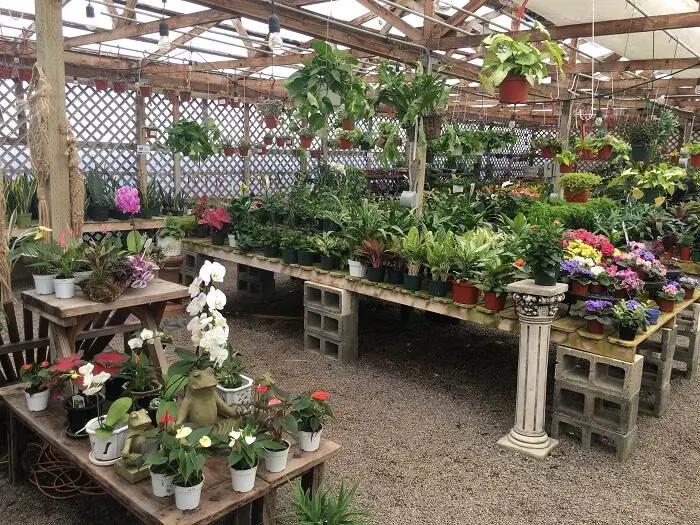 rows of indoor plants - san diegos best plant nurseries