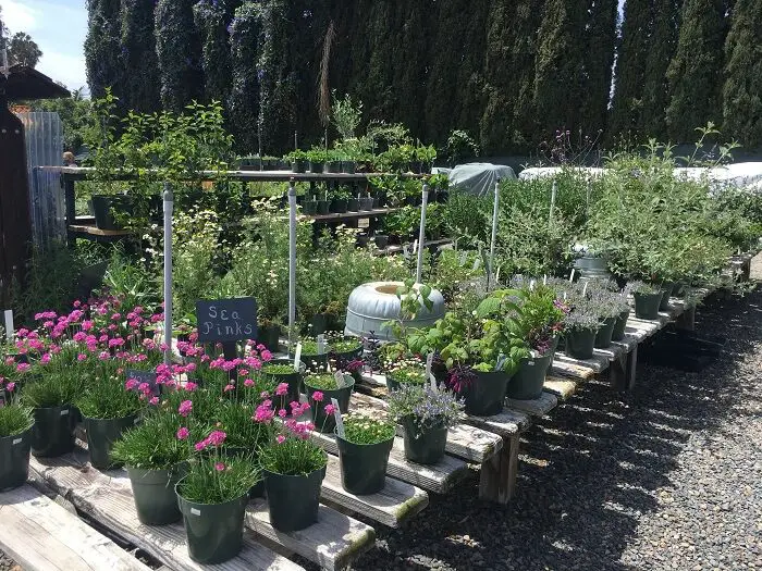 Pearsons plants in pots - san diego best plant nurseries