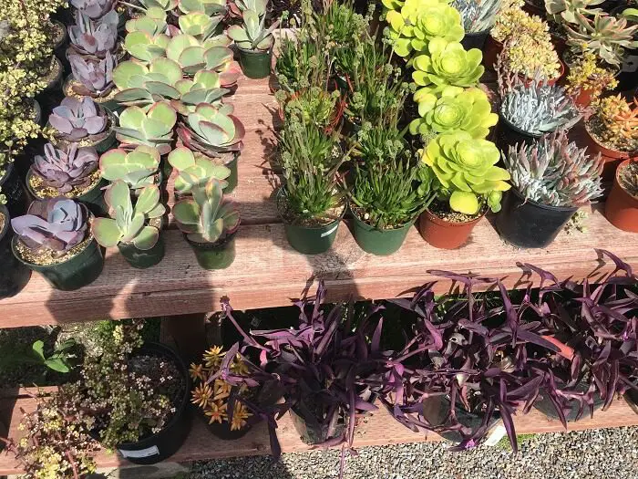 variety of succulents in small pots - nursery in san diego