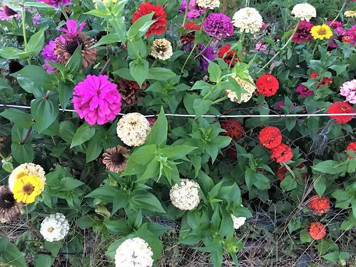 Zinnias in every color - nursery in san diego