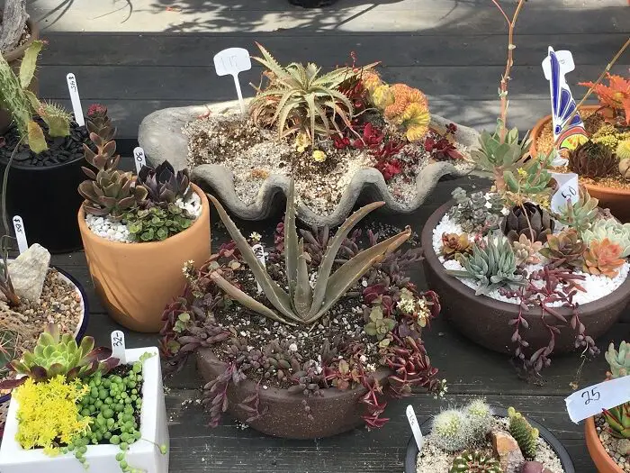 andersons nursery - succulent pots and cactus - nursery in san diego