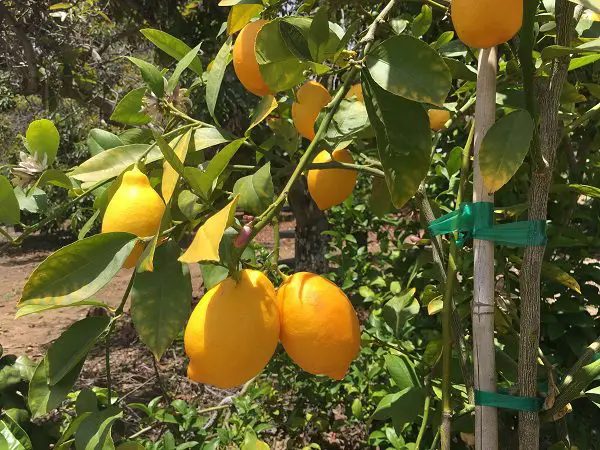 lemon tree at San Diego nursery - Clausen