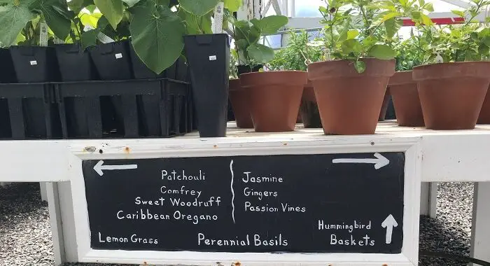 Potted herb plants - nursery in san diego