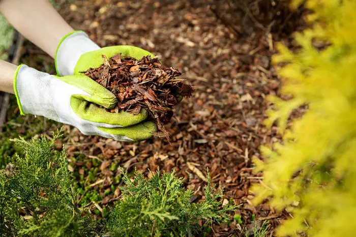 gardener adding pine bark mulch to the garden - xeriscape gardening 