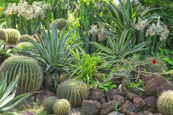 beautiful cactus and succulent rock garden for xeriscape gardening