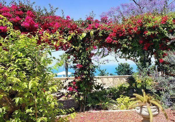 Bright bougainvillea flowers growing on an arbor - xeriscape gardening