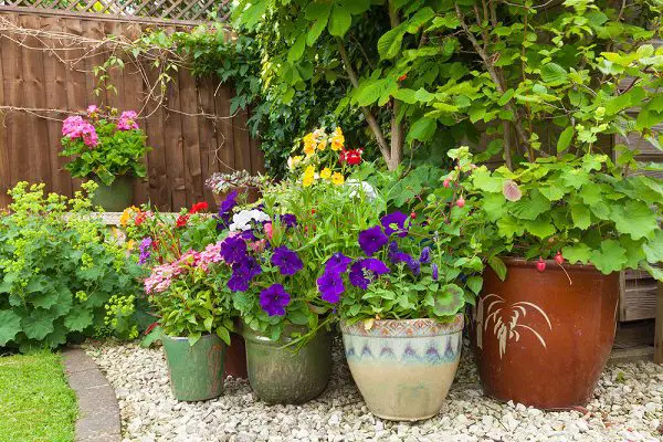 bright flowers planted in pots in the garden - xeriscape garden