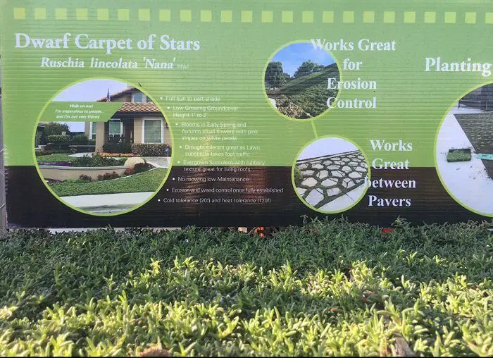xeriscape garden - dwarf carpet of stars succulent groundcover