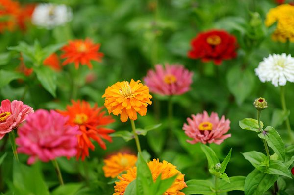 Red and orange zinnia flowers- xeriscape garden