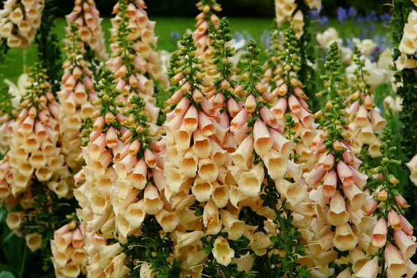 thick group of pink foxglove flowers - xeriscape garden