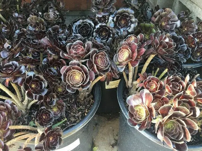 xeriscape garden - interesting black succulent plants that look like flowers