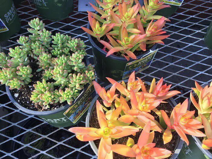 xeriscape garden - orange succulent plants in pots