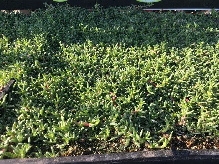 Dwarf carpet of stars grass lawn alternative - soft green short succulent variety that grows like a carpet
