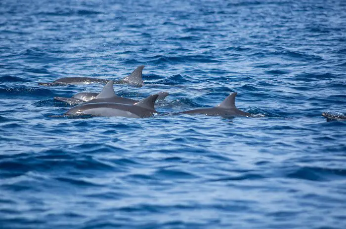 pod of dolphins surfacing in the ocean - beaches in San Diego