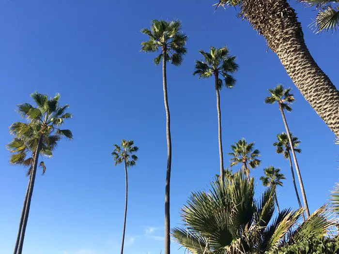 Palm trees against a blue sky - san diego palm trees in Encinitas