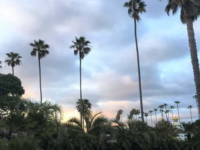 Palm trees at swamis beach - Palm trees in San Diego