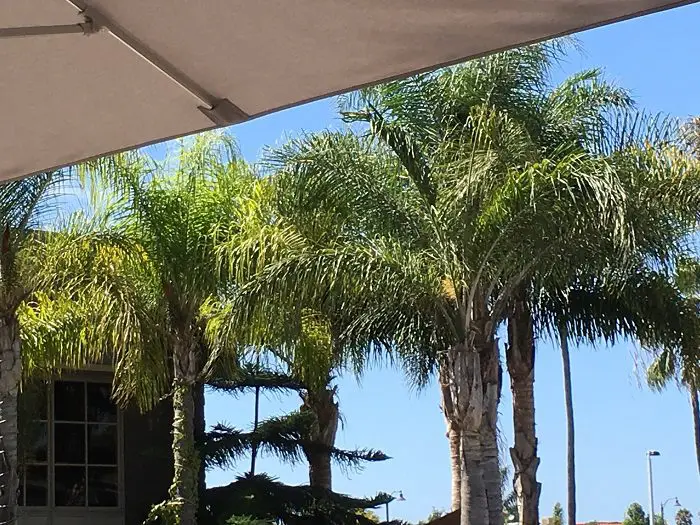 group of queen palm trees in solana beach - palm trees in San Diego