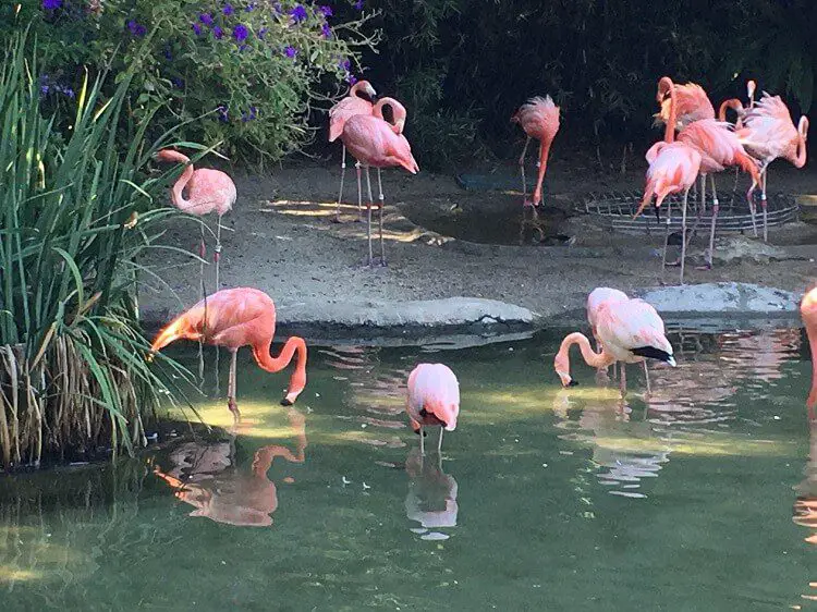 San Diego kids free October- pink flamingos in pond at San Diego zoo