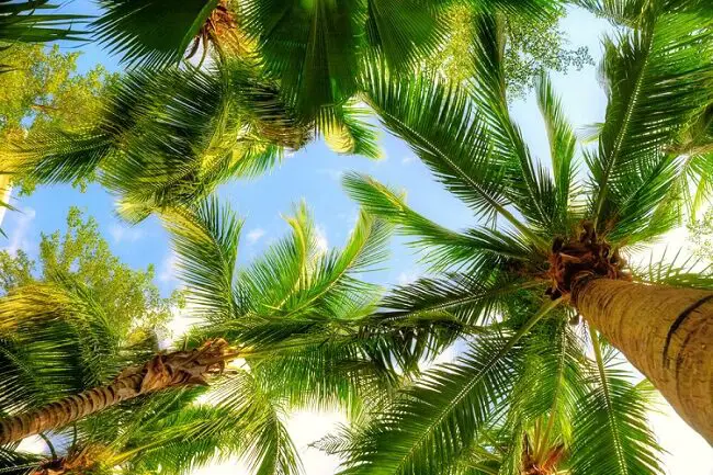 San Diego wholesale nurseries - a stand of palm trees view from the bottom