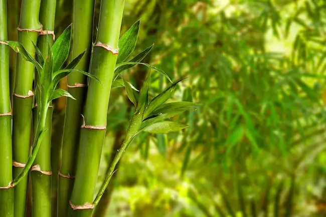 San Diego wholesale nurseries - bamboo plants closeup