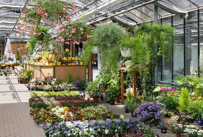 San Diego wholesale nurseries - colorful variety of flowers and plants displayed at outdoor nursery