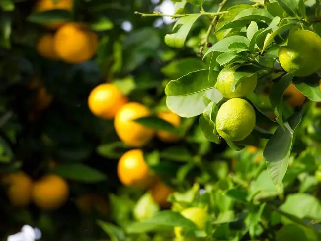 San Diego wholesale nurseries - lemon and orange trees closeup of fruit