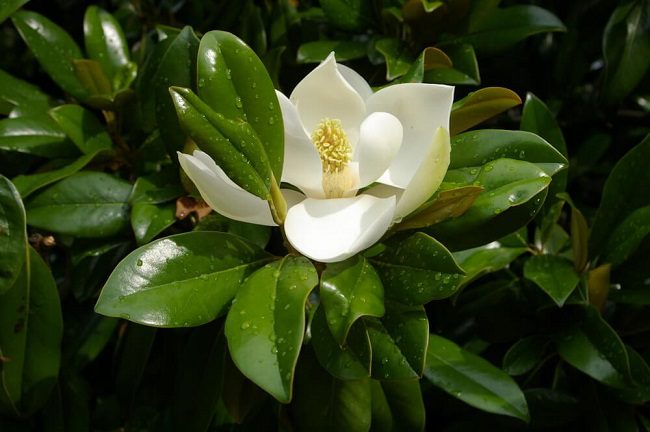 San Diego wholesale nurseries - white magnolia flower with large green leaves in background