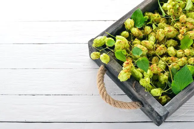 wood box of hops flowers for beer brewing - San Diego IPA