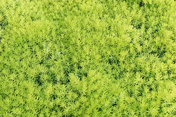 Yellow green stonecrop ground cover with spiky leaves - succulent for San Diego ground cover