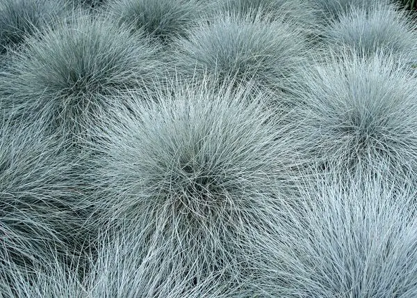 blue fescue grass for groundcover in san diego