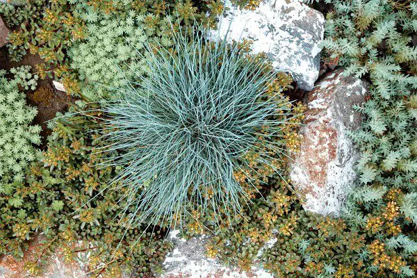 blue fescue grass with succulents growing among rocks for drought tolerant rock garden