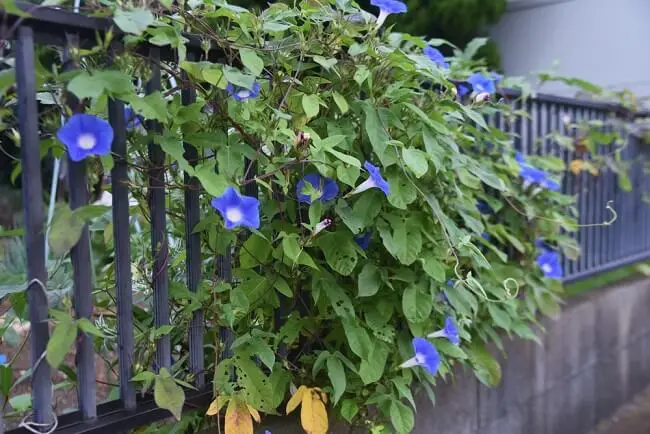 drought tolerant bright blue morning glory vines climbing a black iron fence 