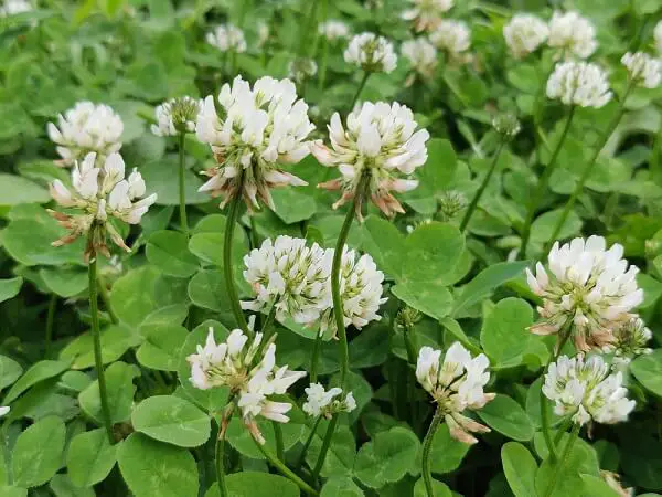 bright green clover with white flowers a perfect choice for lawn replacement in San Diego