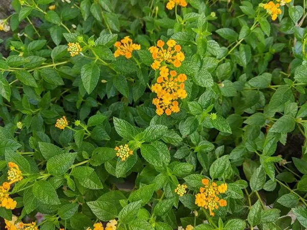 bright green leafy lantana bush with orange yellow flowers in full bloom