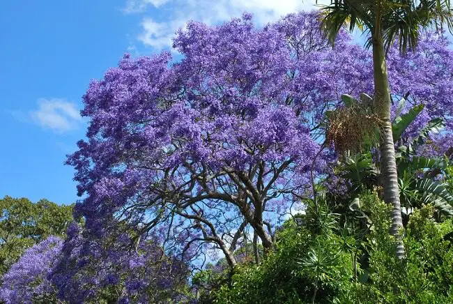 bright purple jacaranda tree in bloom - a san diego drought tolerant tree