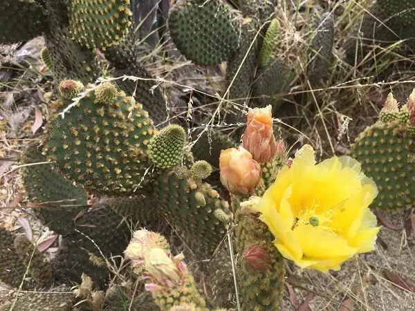 bright yellow cactus flower blooming on prickly pear cactus in Balboa park cactus garden