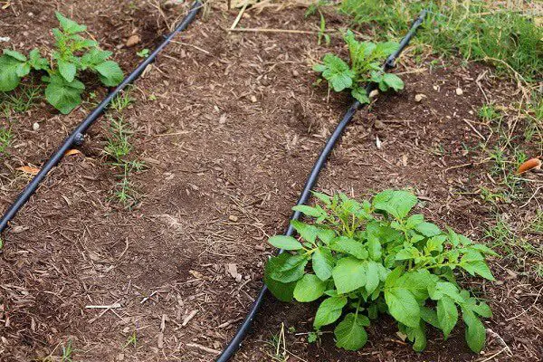 drip irrigation tubes running between plants to water them