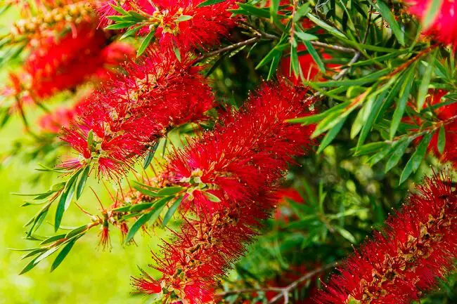 the drought tolerant tree red bottle brush in full bloom with red spiky flowers 