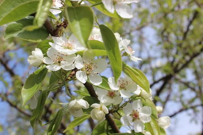 white ornamental pear tree blossoms - great drought tolerant tree 