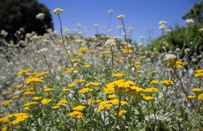 field of white and yellow yarrow flowers - drought tolerant flowers