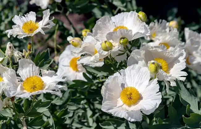 field of matilija poppies in bright white with yellow centers