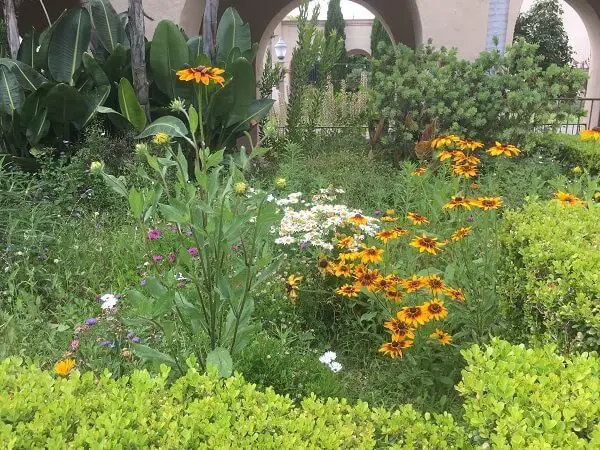 yellow coneflowers and white daisies with tropical foliage behind in Balboa Park