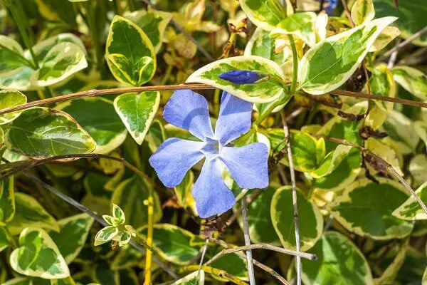 green creeping vine with blue periwinkle flowers - good ground cover for san diego