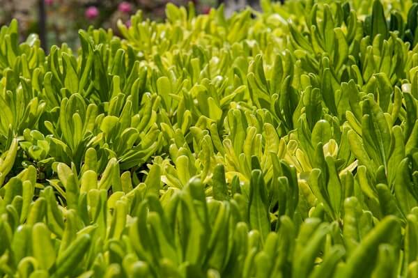 green ice plant ground cover for san diego drought tolerant gardens
