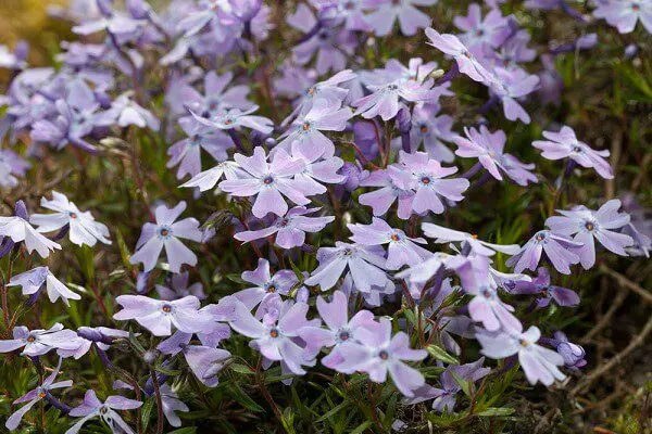 green spiky groundcover with light purple verbena flowers