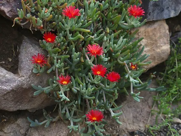 ice plant trailing on rock with red flowers - San Diego ground cover that's drought tolerant