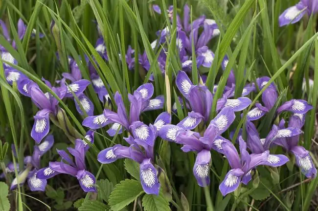 field of purple and white Douglas iris flowers in bloom 